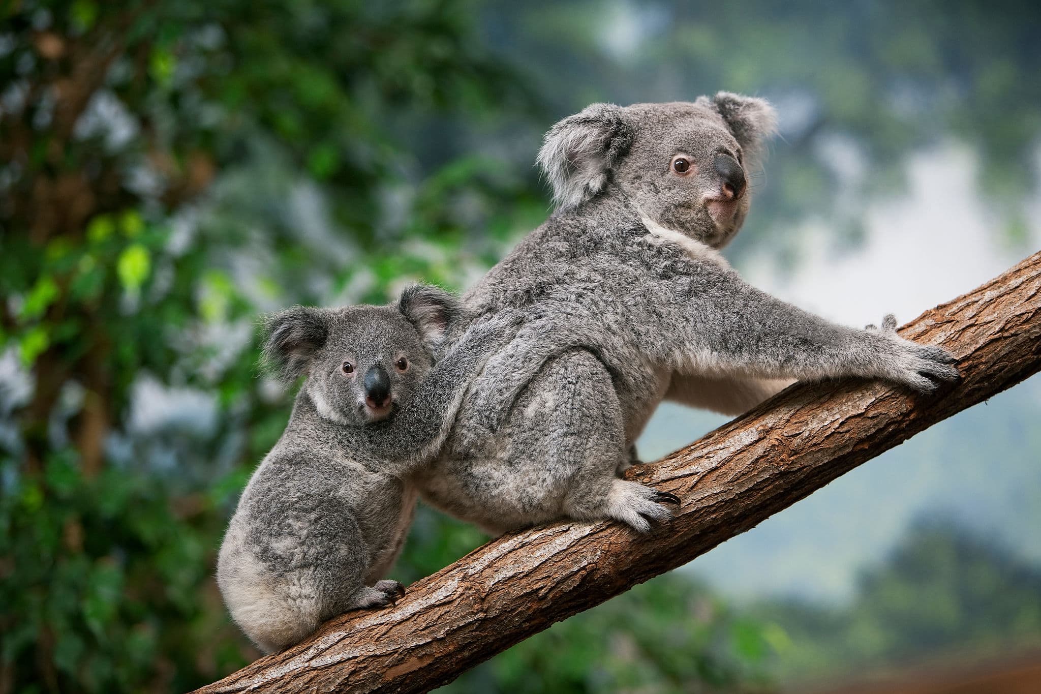 Koala, phascolarctos cinereus, Female carrying Young on its Back  