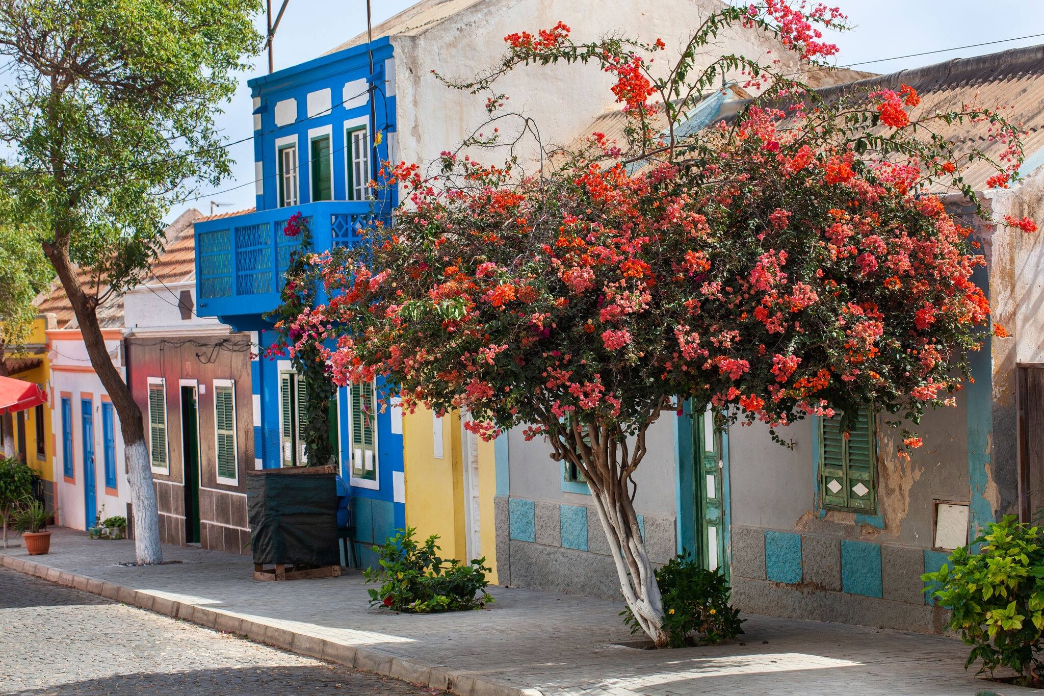 Paved street with colorful houses and flowering tree in Bofareira on the island Boa Vista of Cape Verde