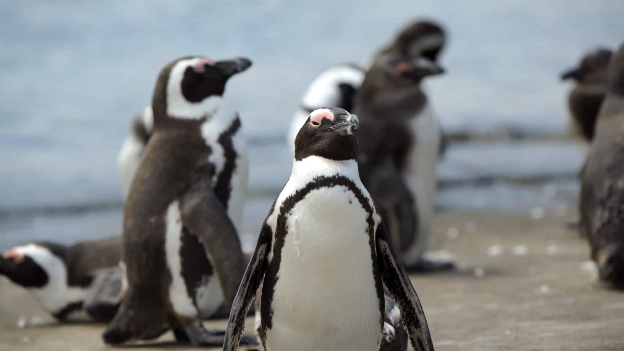 pinguin, pinguin family, wild nature, blcak and white, animal