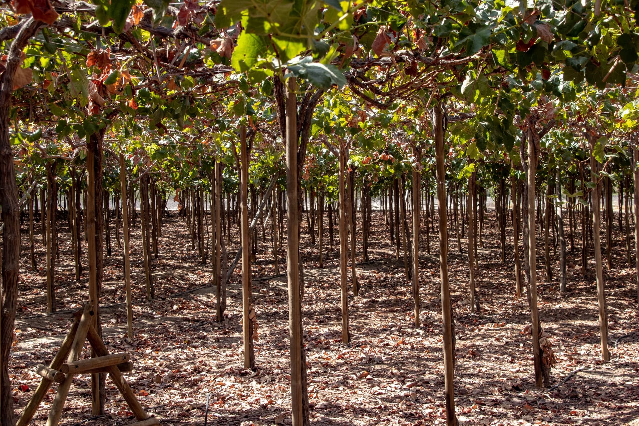 Vineyards in the Pisco Province of Peru Used in the Production of Pisco Brandy