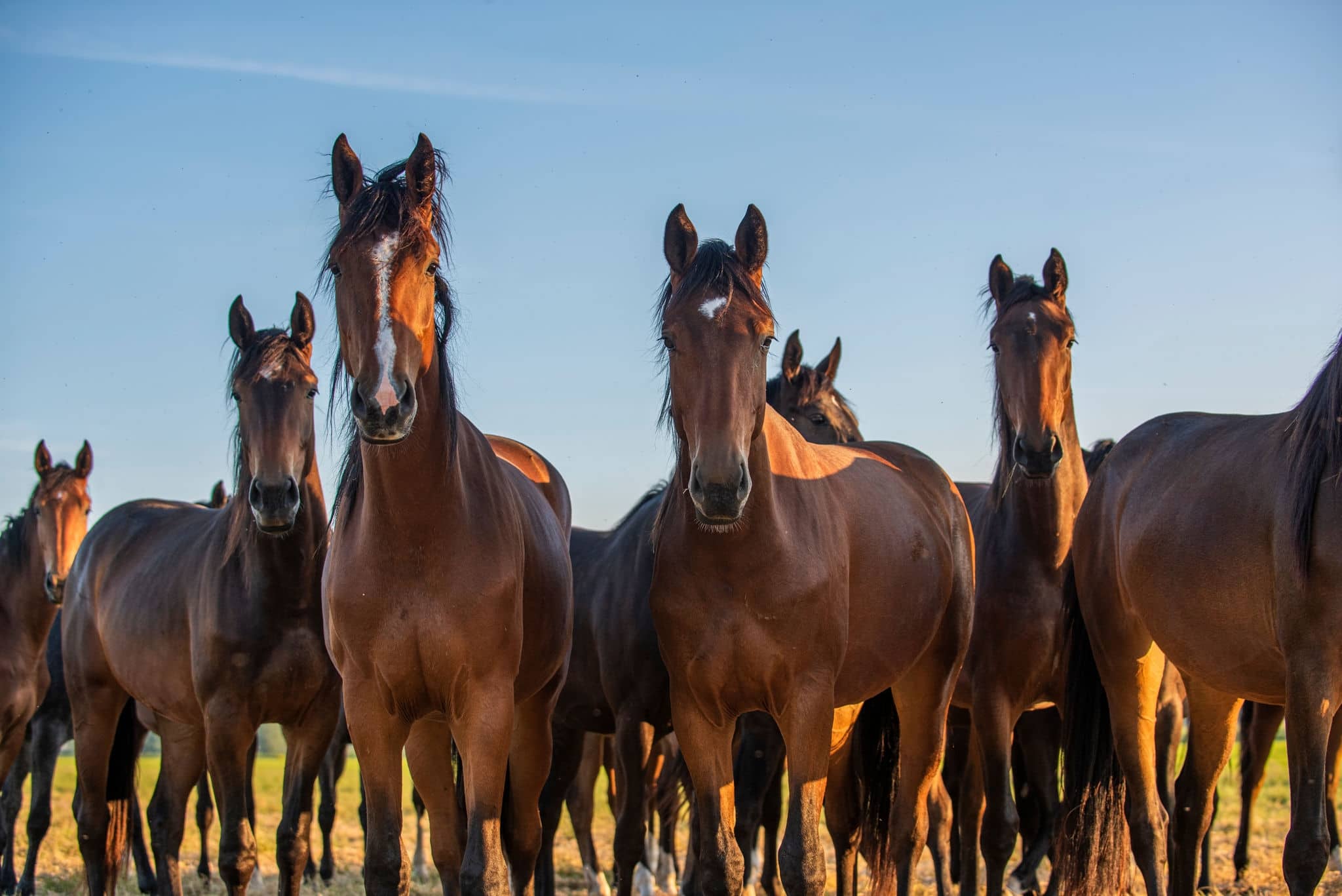 Horses | Curious brown horse | animal nature photo poster