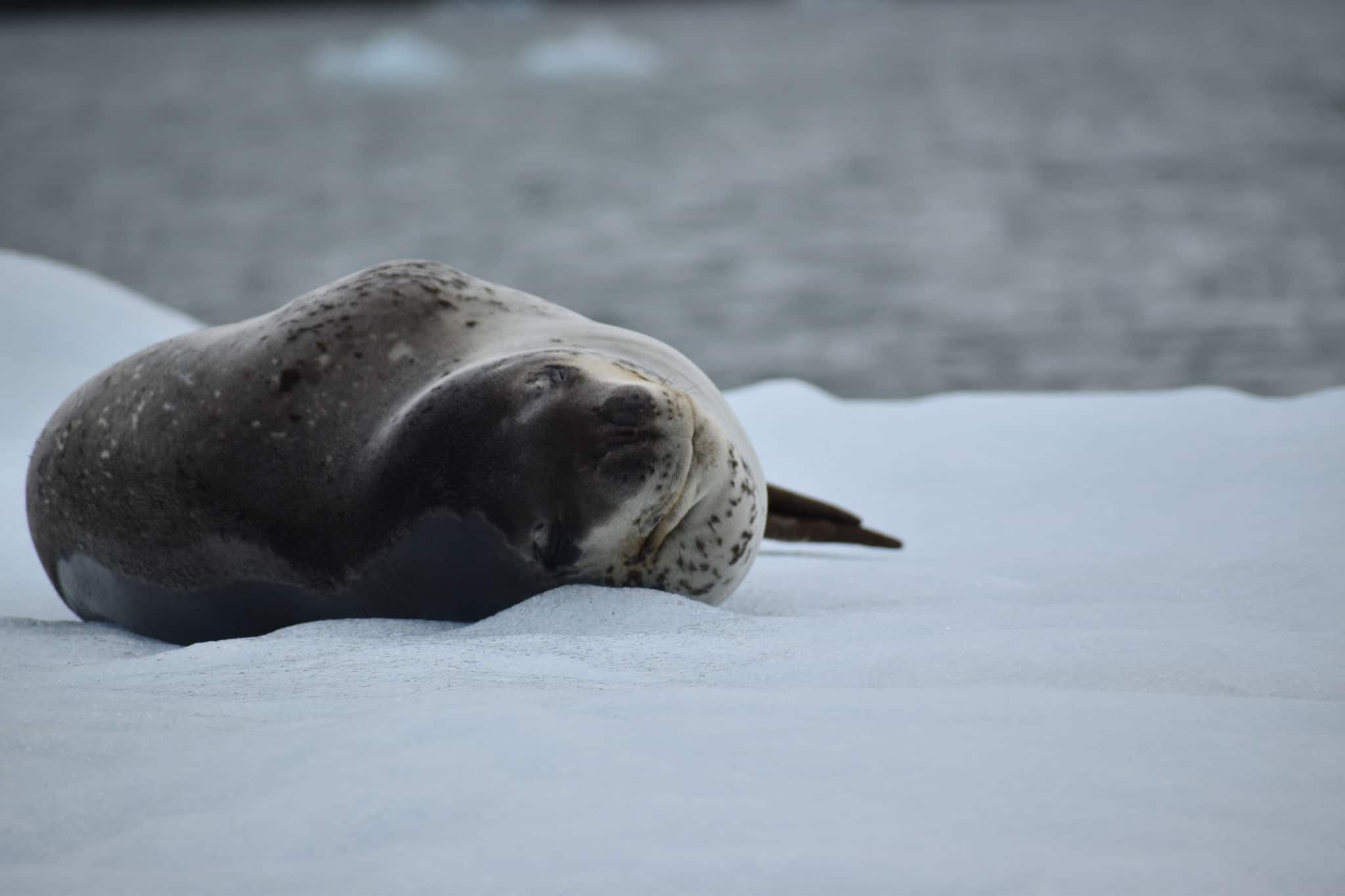 Leopard Seal in Lagoon San Rafael National Park, Aysén Region, Chile