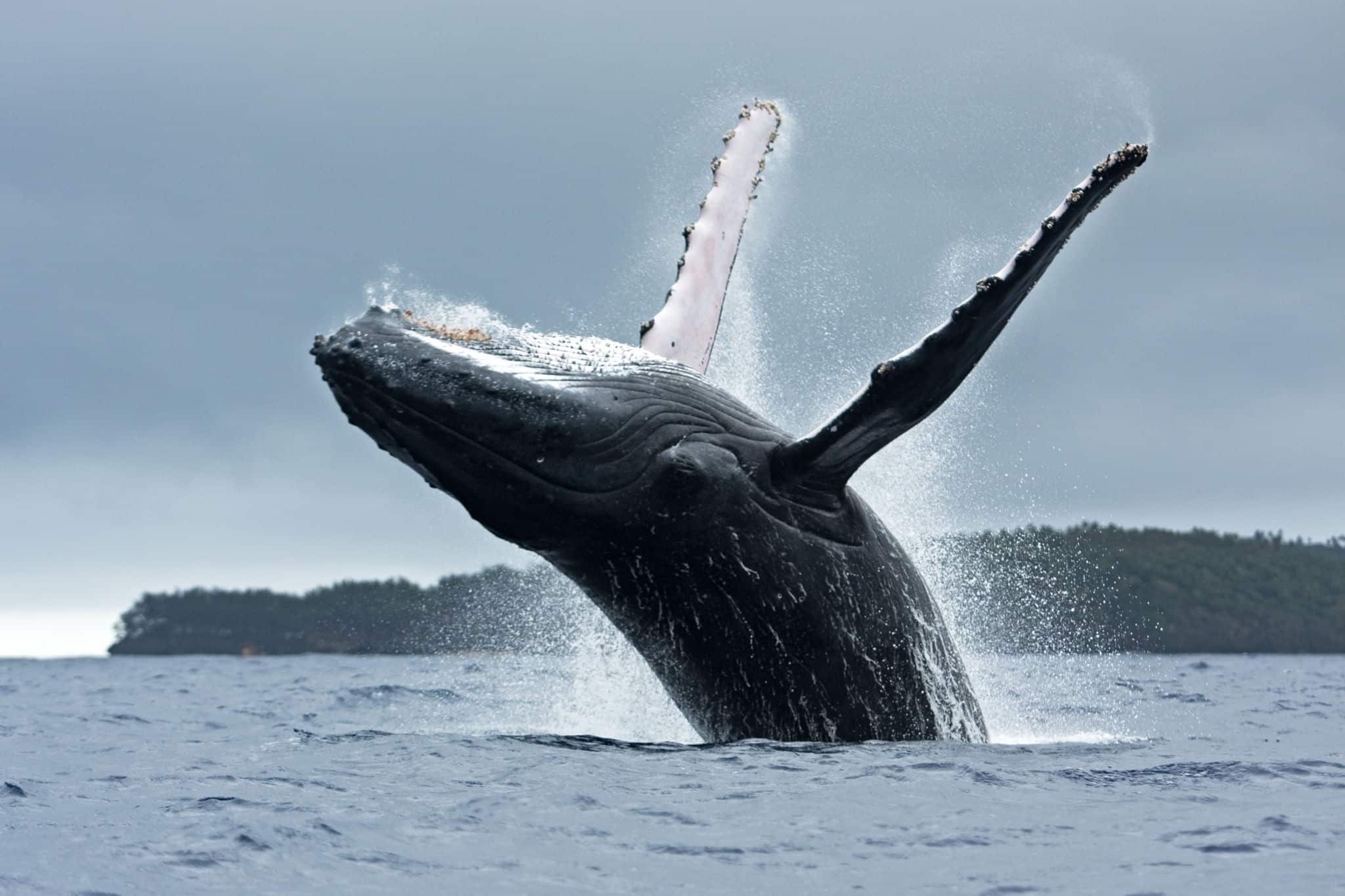 humpback whale, megaptera novaeangliae, Vava'u island, Tonga