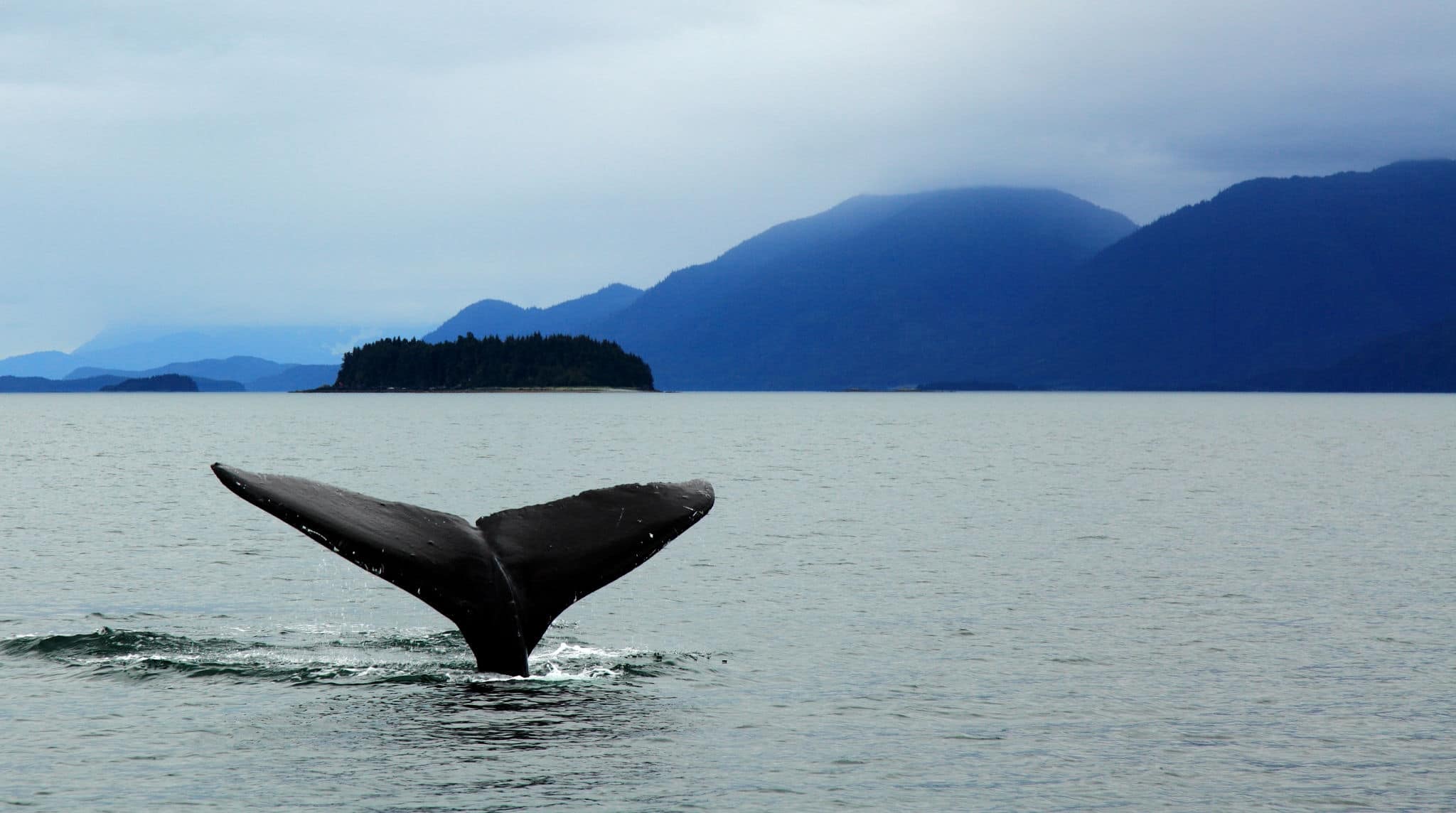 humpback whale diving in alaska with tail showing against mountains