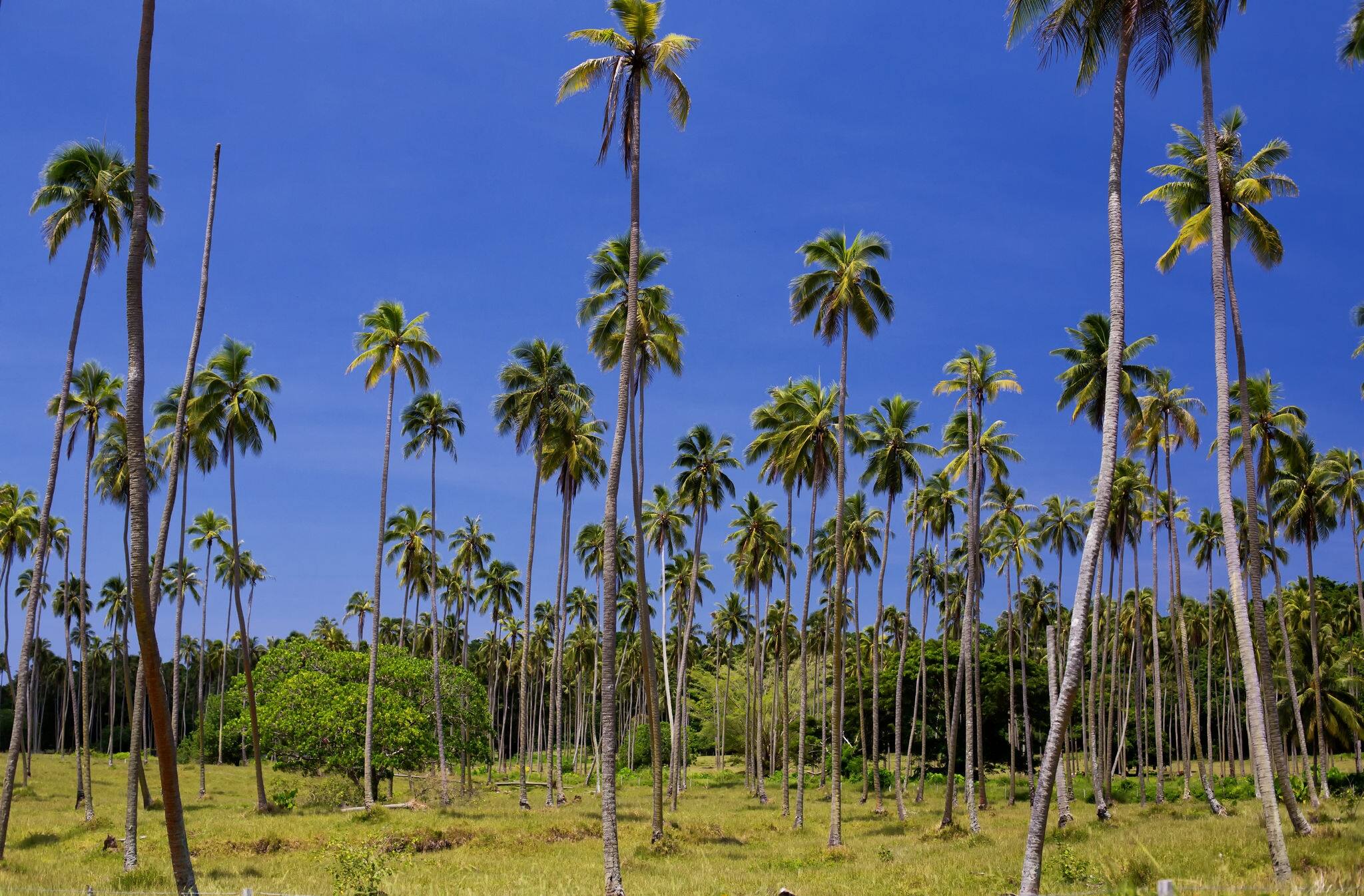 A Palm Tree plantation near Luganville, Vanuatu. Many tall palms against blue sky.