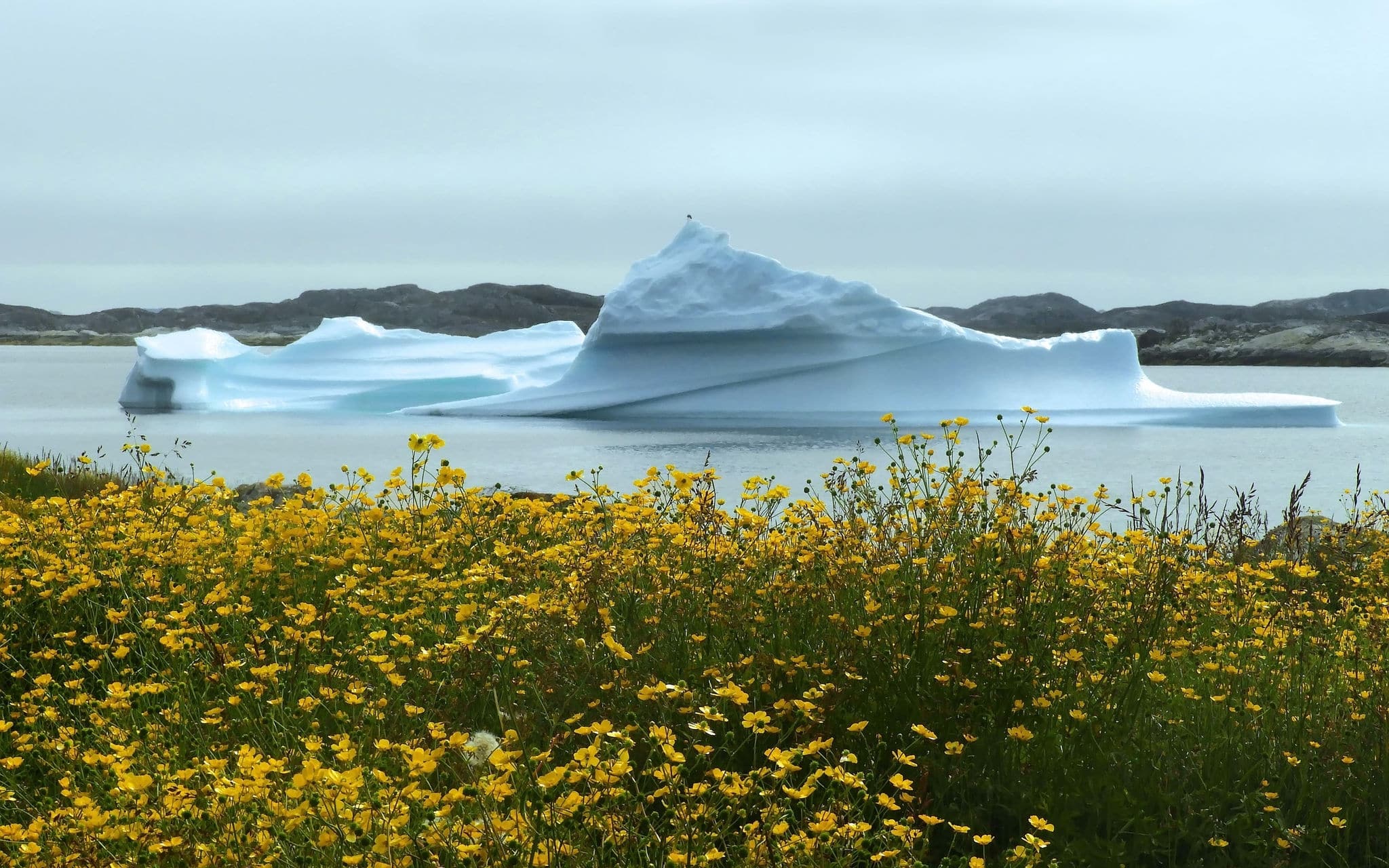  icebergs and yellow arctic poppies in summer.