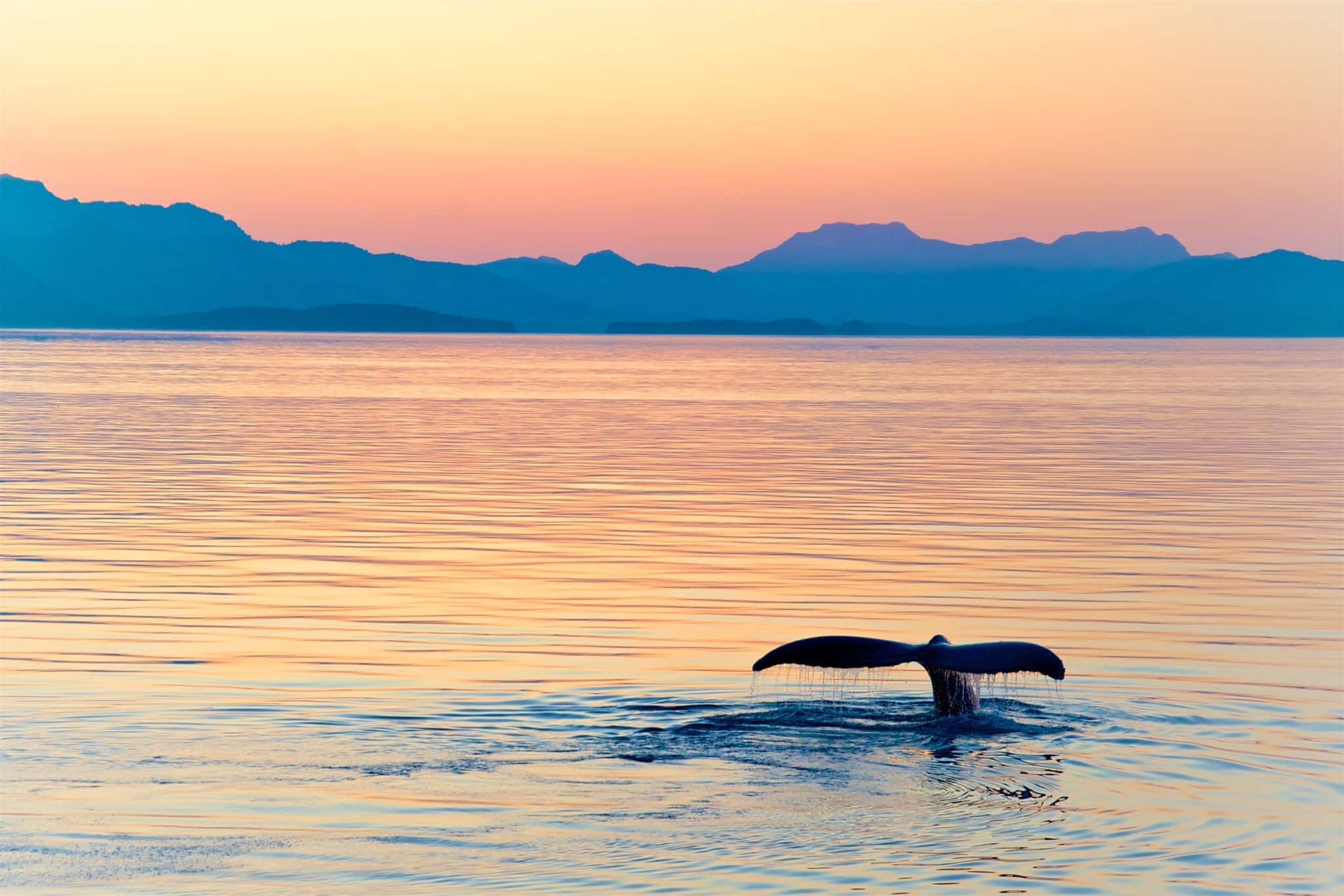Alaska Whale Tail Sunset