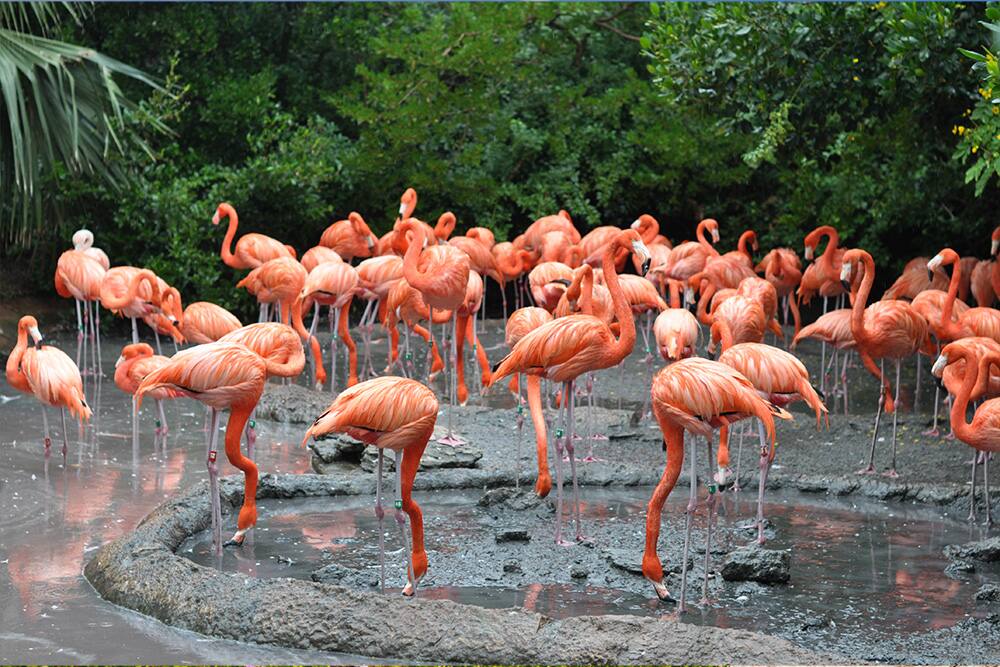 Flamingos at the Bermuda aquarium Flamingos at the Bermuda aquarium