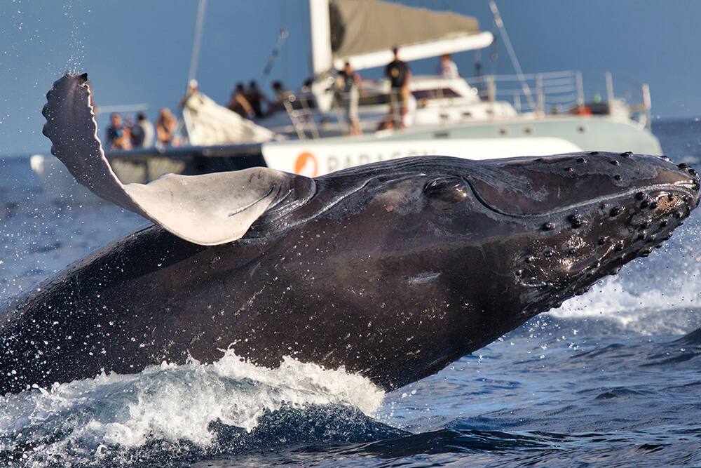 Tourists whale watching from a ship Tourists whale watching from a ship