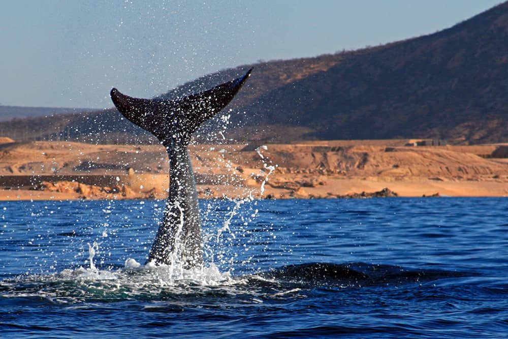 Whale in the sea of Cortes, Cabo San Lucas Whale in the sea of Cortes, Cabo San Lucas