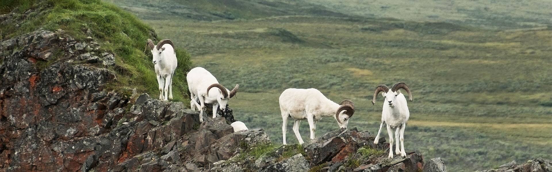 Alaska auténtica - Paquete terrestre hacia el norte