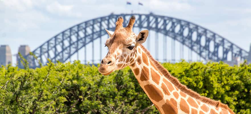 /sites/default/files/881x400_SYD-Taronga-Zoo-Giraffe_101824.jpg