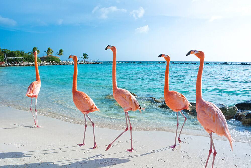 Cariibean Cruises from Galveston, Texas - Pink Flamingos in Aruba