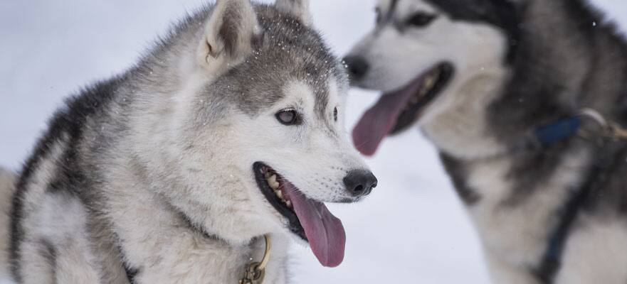 /sites/default/files/CT-AK-Alaska-Two-Huskies-881x400_010925.jpg