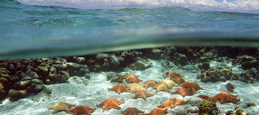 Seaworld Explorer en tu crucero por las Bahamas