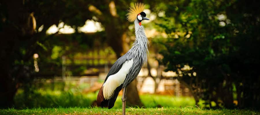 Visita el Audubon Park en crucero a Nueva Orleans