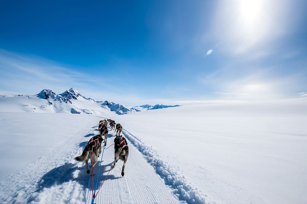 Paseos en trineos tirados por perros en Alaska