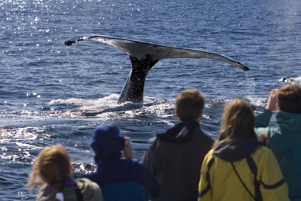 Alaska Whale Watching Cruise: What to Expect | NCL Travel Blog