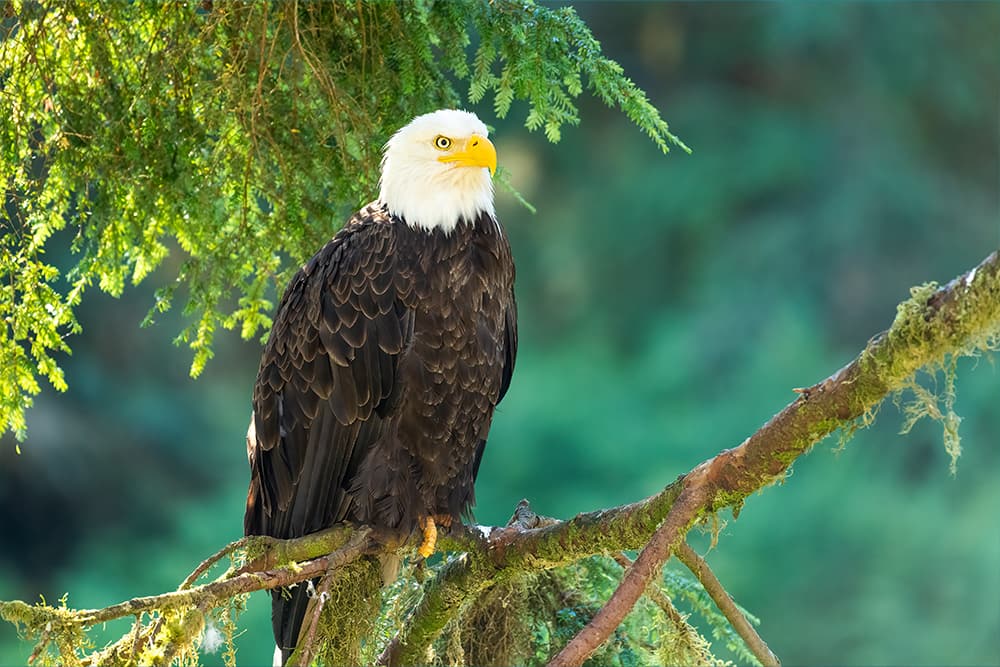Águila calva en Alaska