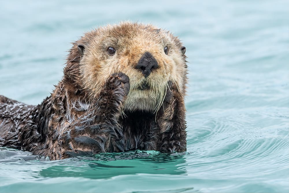 5 Tipps von professionellen Fotografen, um perfekte Fotos der wilden Tiere Alaskas zu machen