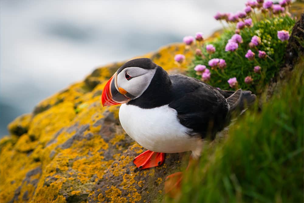 Puffins are known for colorful beaks