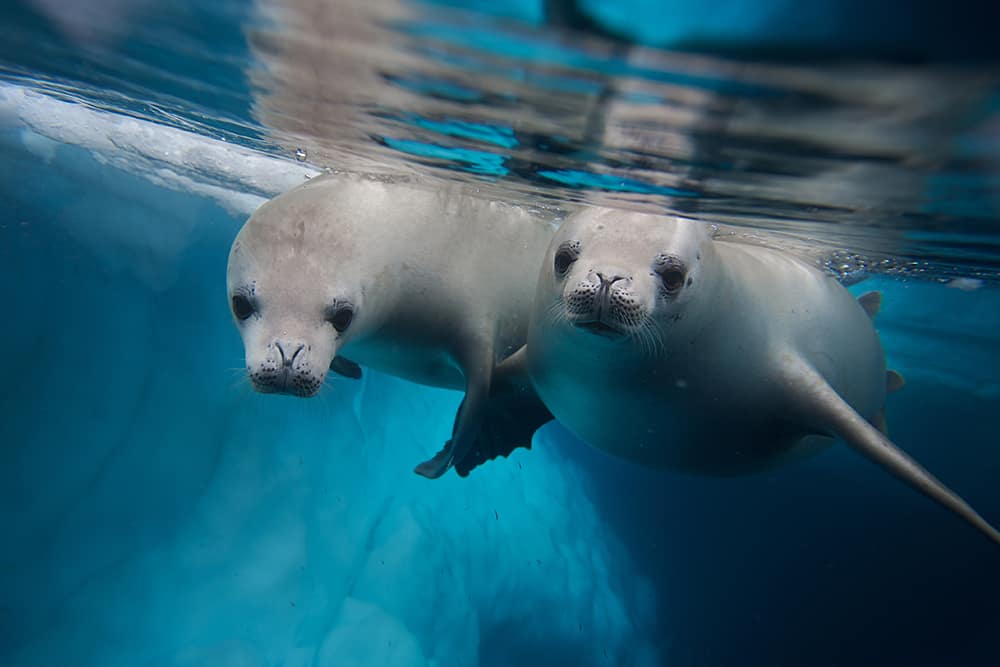 Seals in Alaska