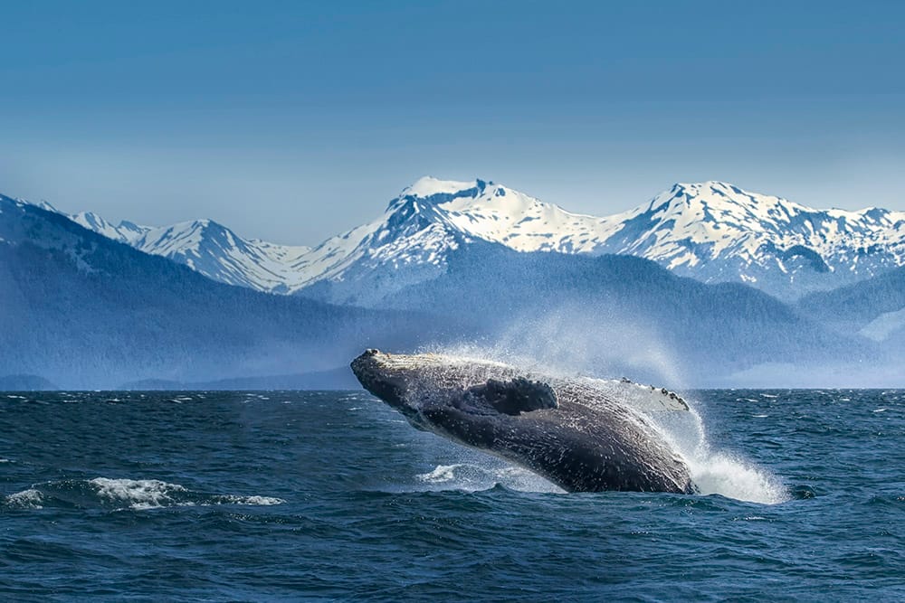 Cruising Glacier Bay: 9 Tips from an NCL Employee