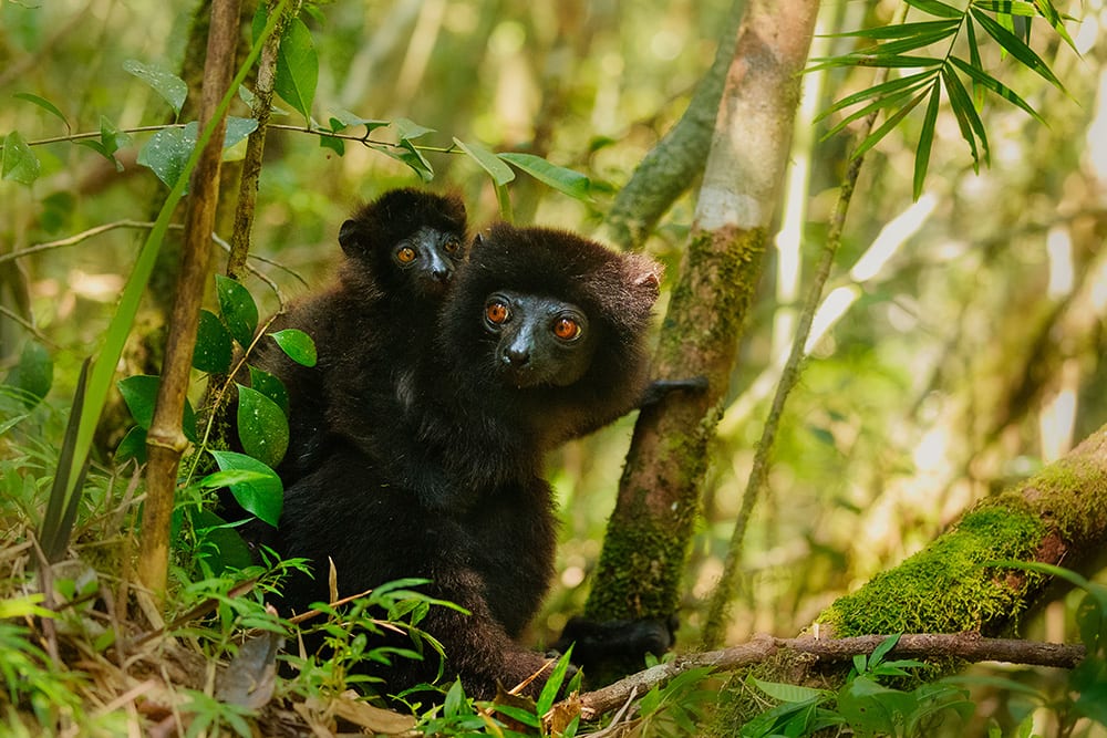 Lemuri neri in Madagascar