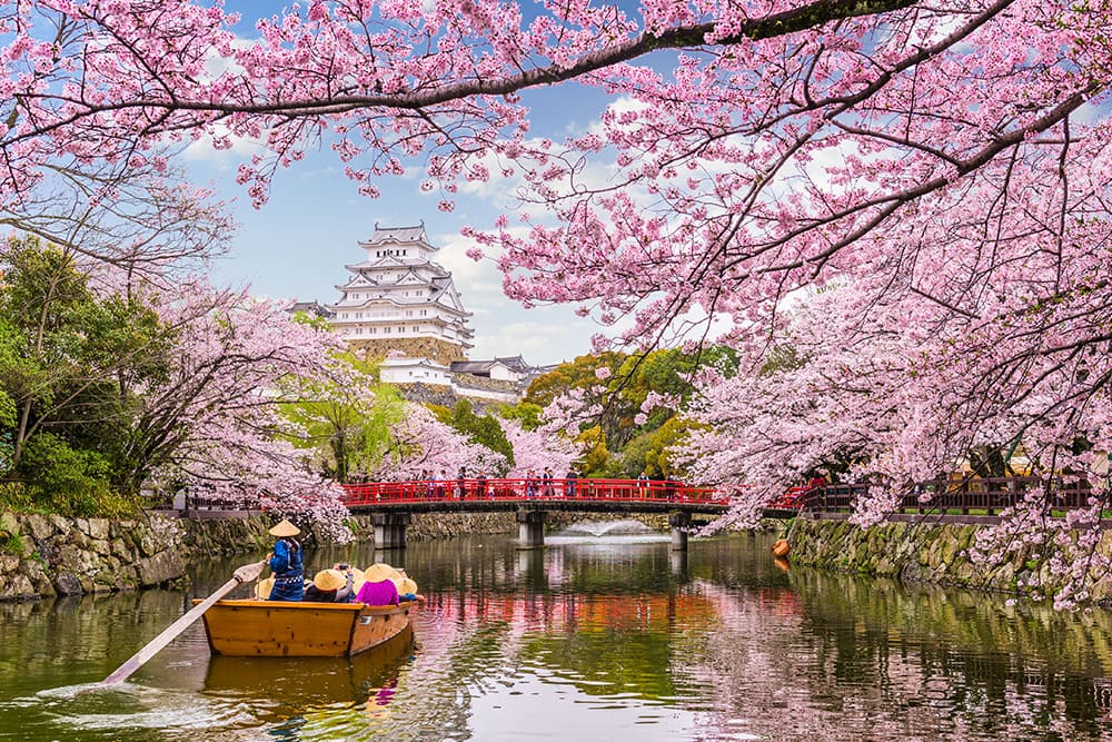 Cherry Blossoms near Himeji Castle, Japan