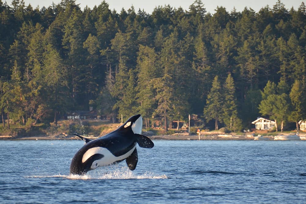 Killer whale sighted near northern Washington state, USA