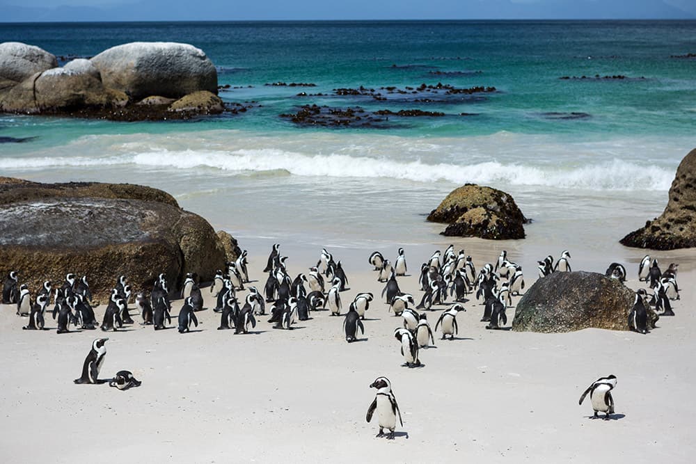 Pinguine – Kapstadt, Südafrika-Kreuzfahrt