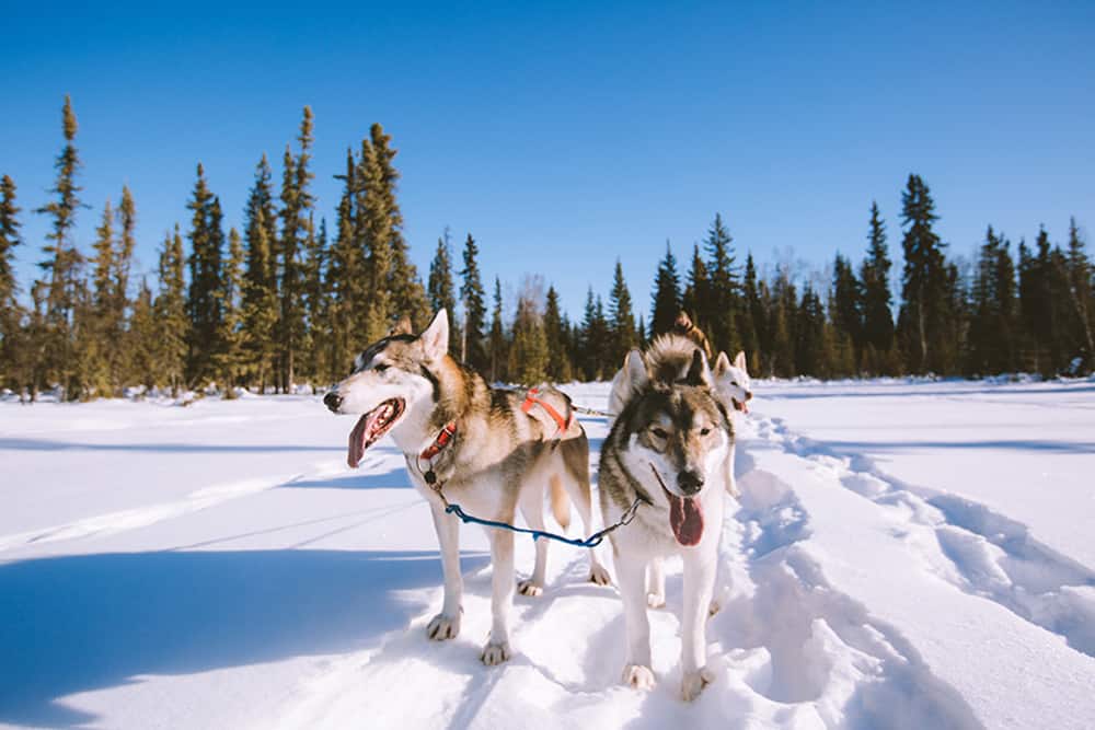 Sled dogs ready for action