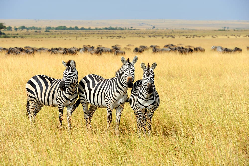 Escursione a terra con zebre durante un safari in Sud Africa