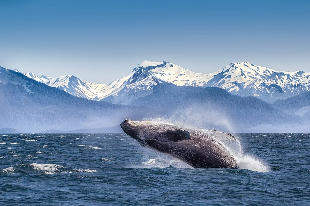 Alaska Whale Watching Tour