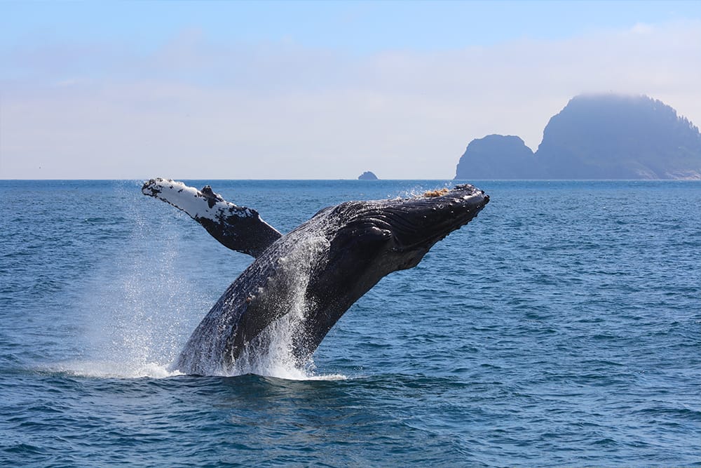 Whales in Kenai Fjords