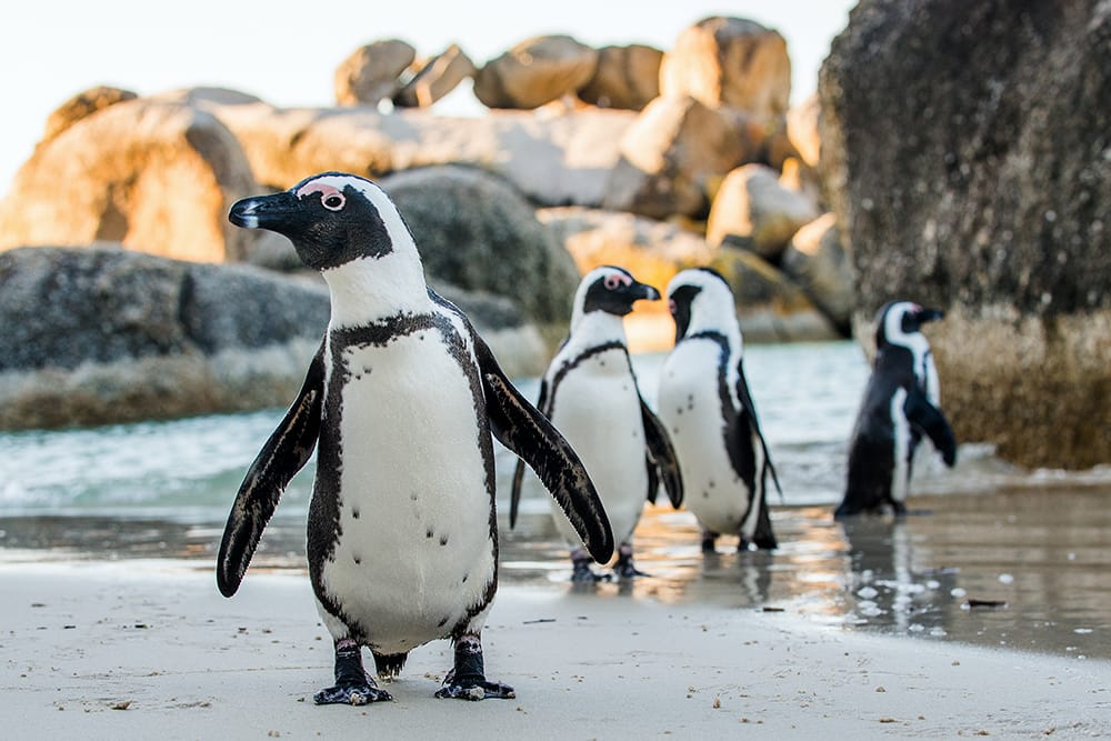 Avistamiento de pingüinos