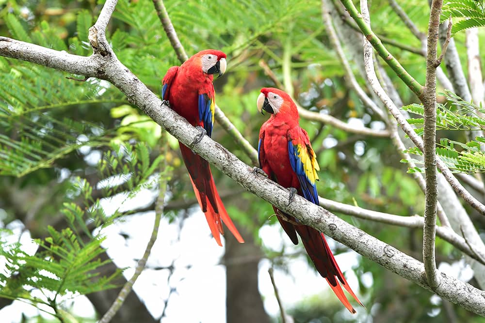 Scarlet Macaws