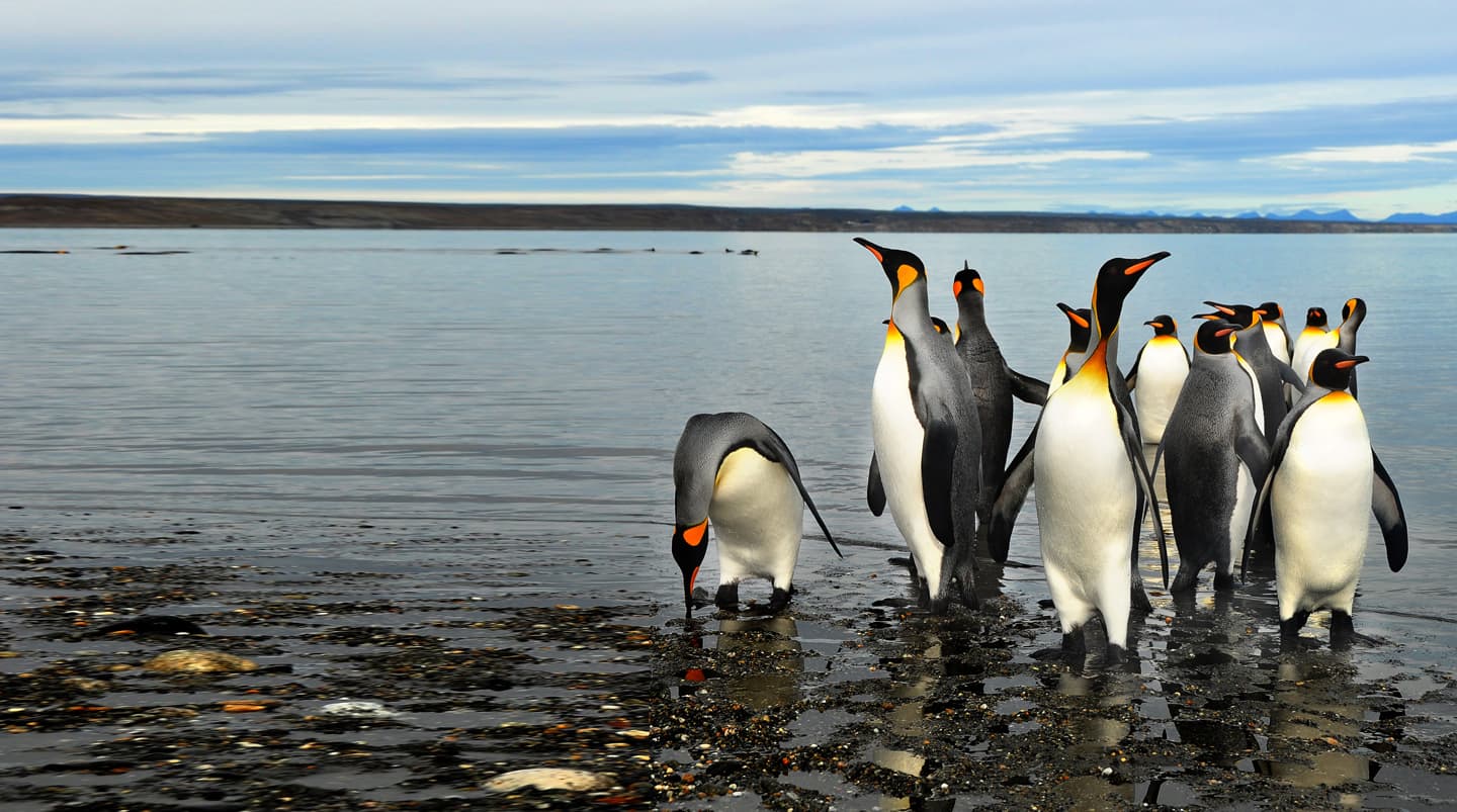 América del Sur: Chile e islas Falklands (Malvinas) a Argentina