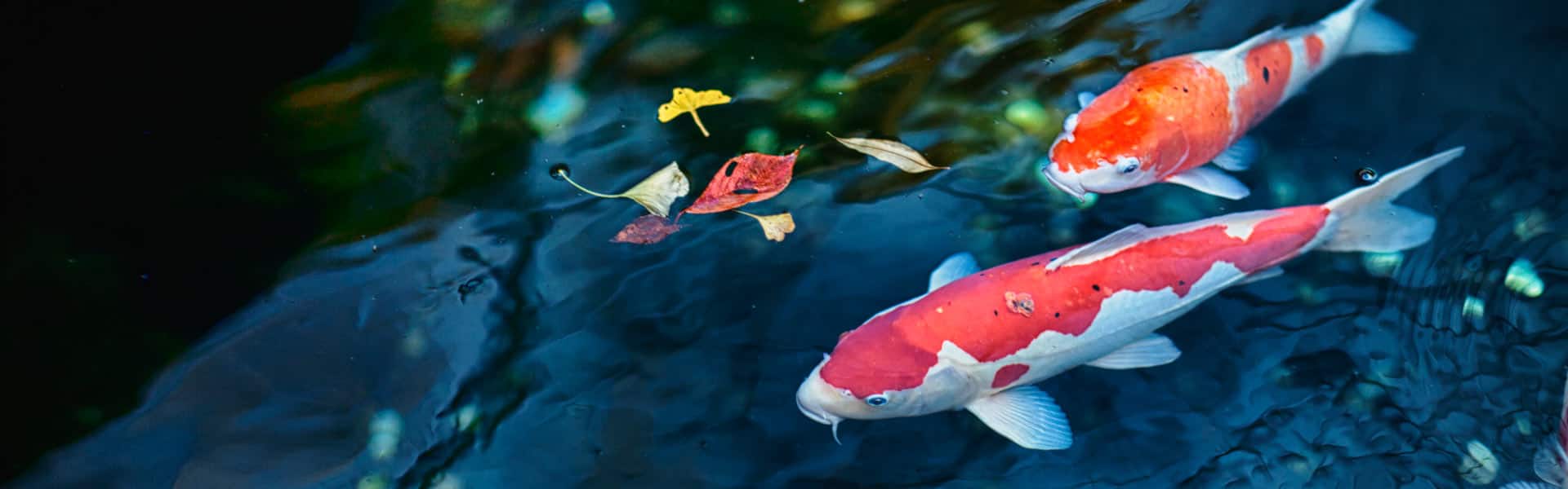 Asia: Ko Samui, Bangkok & Ho Chi Minh City