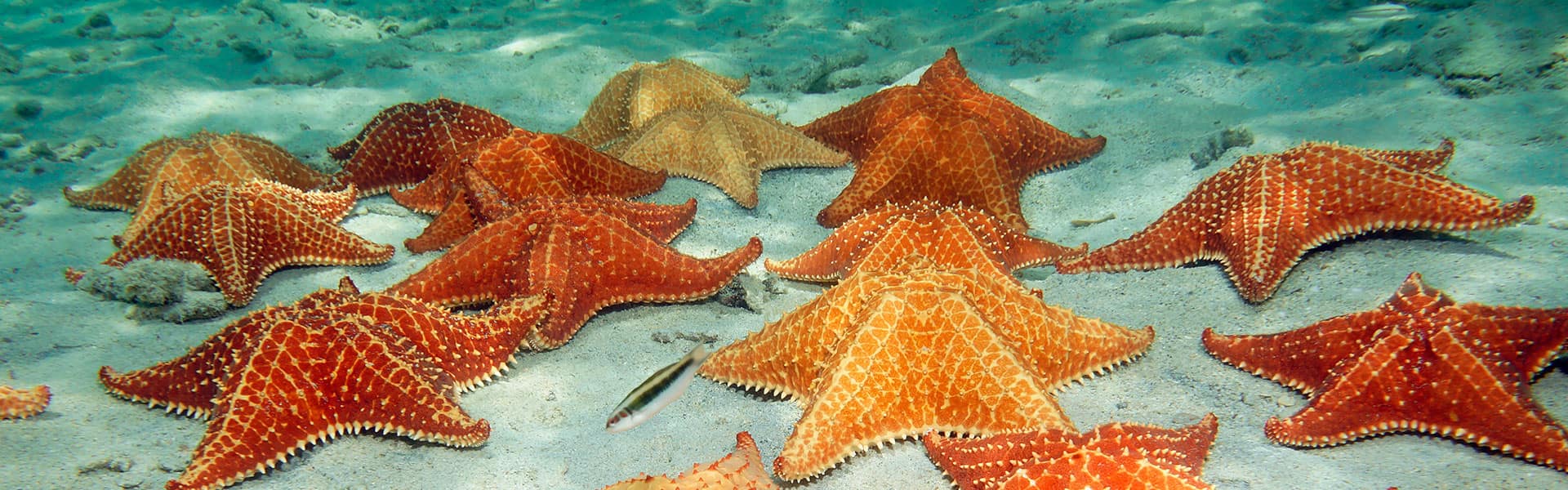 Caribbean: Dominican Republic & St. Thomas