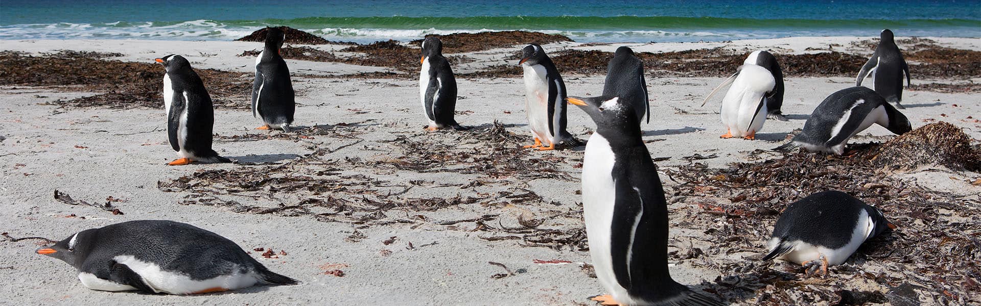 Antarctica & South America: Argentina, Falkland Islands & Uruguay