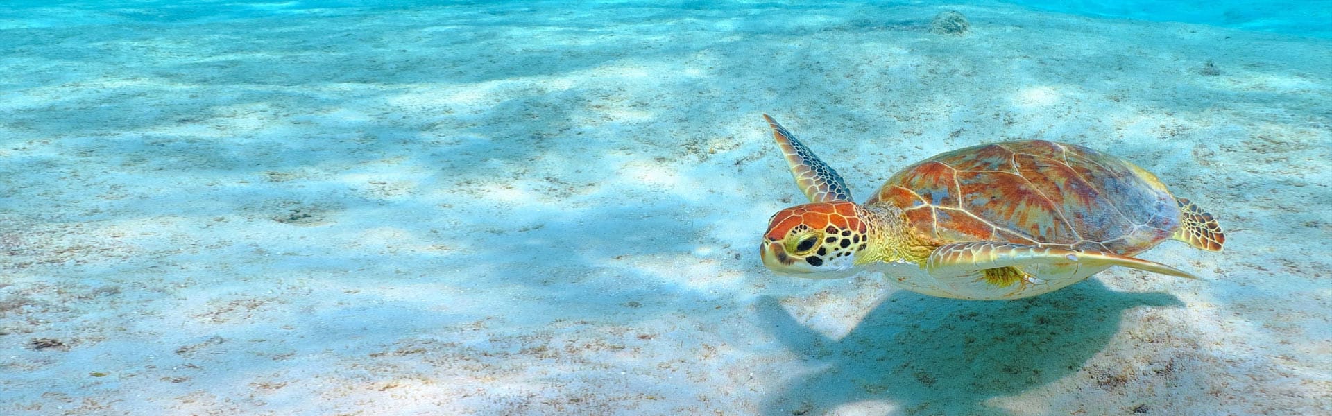 Caribbean: St. Thomas & Tortola