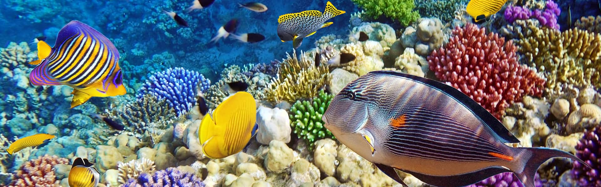 Bahamas: Great Stirrup Cay & Grand Bahama Island 