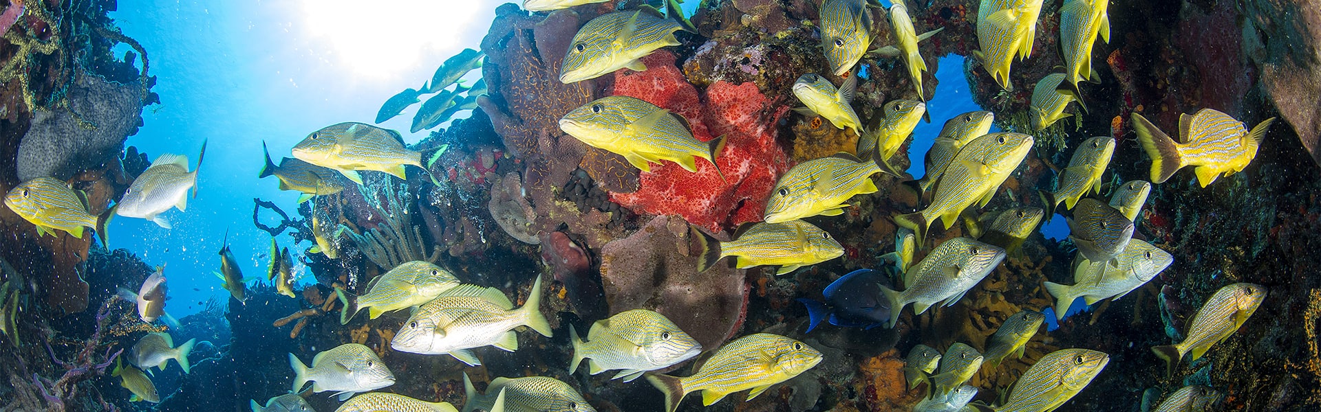 Caribbean: Harvest Caye, Cozumel & Roatan