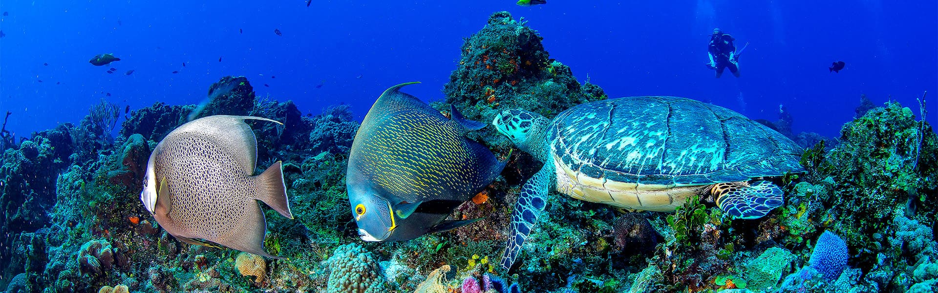 Caribbean: Great Stirrup Cay & Cozumel