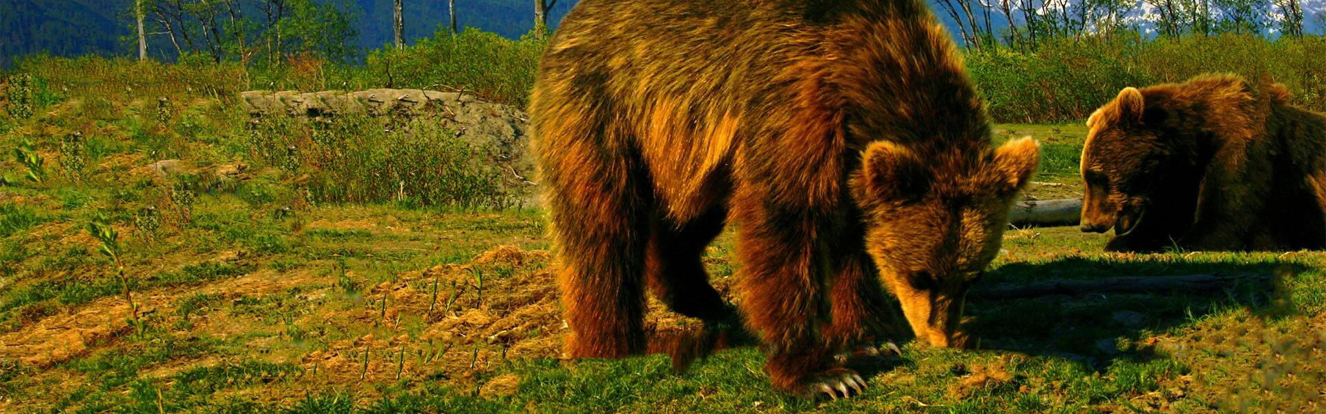 Denali Talkeetna Explorer - Nouthbound Cruise Tour