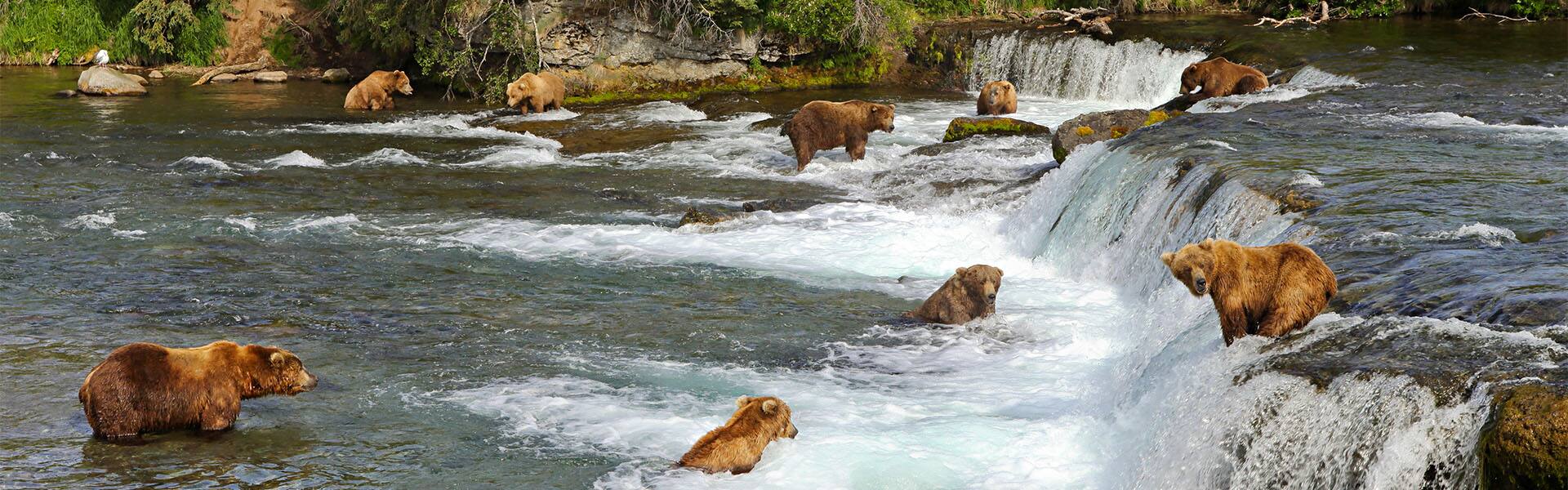 Denali Talkeetna Explorer - Northbound Cruise Tour