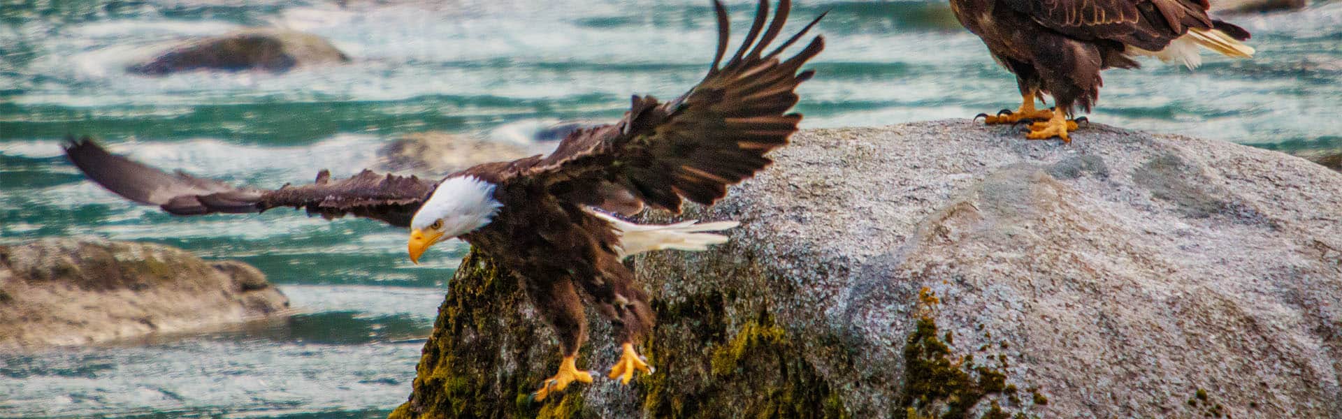 Paquete terrestre hacia el norte para explorar Denali y Alyeska
