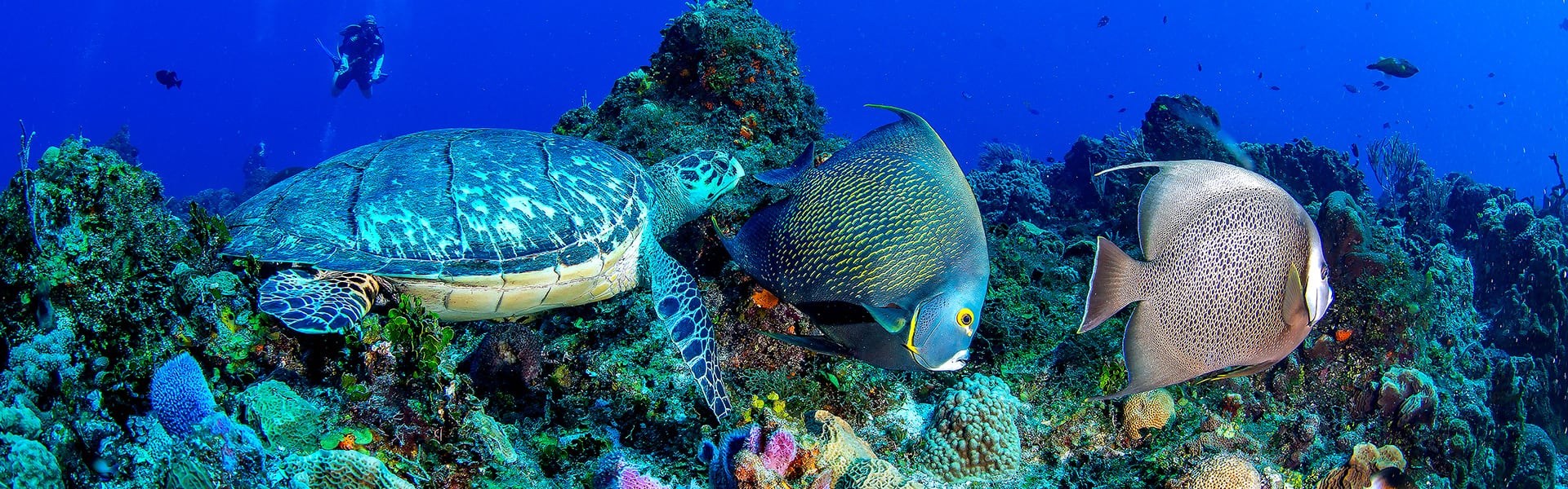 Caribbean: Bahamas & Cozumel