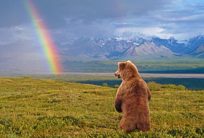 Explorer Denali - Cruisetour avant la croisière